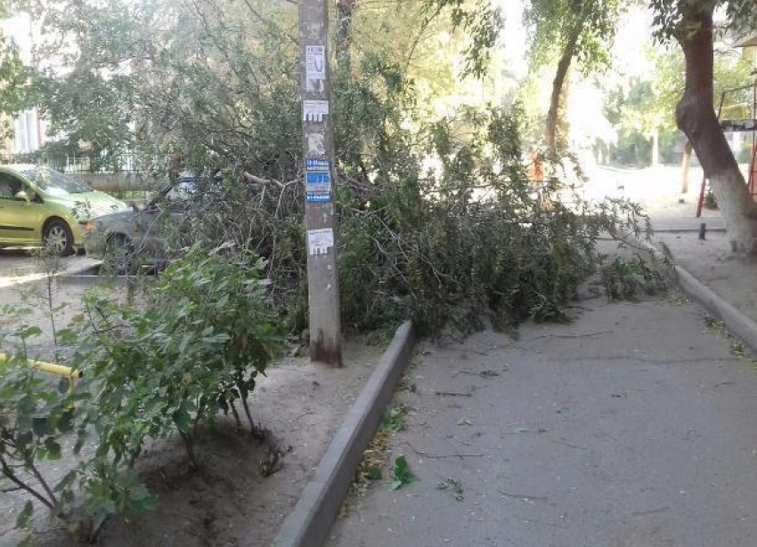 Сильный ветер обрушил дерево на авто в Волгограде