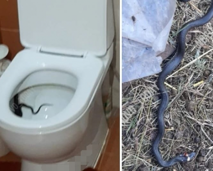 Жительница Волгоградской области обнаружила в унитазе живую змею