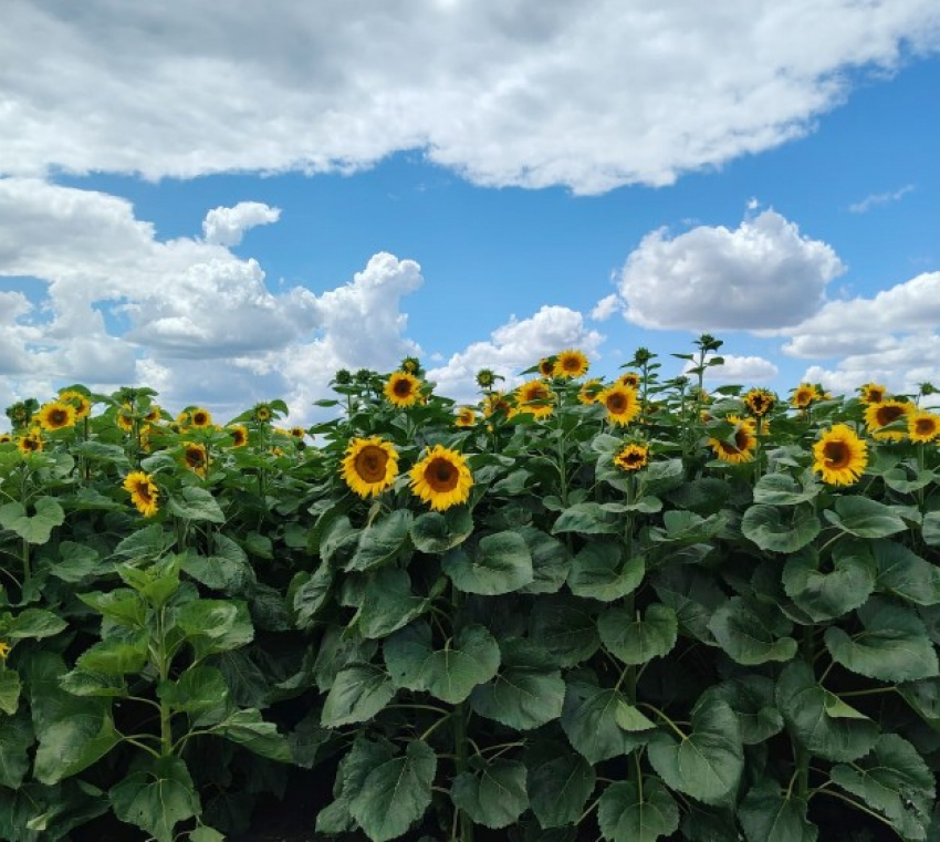 На дачный массив рухнули обломки сбитого в Волгограде украинского БПЛА