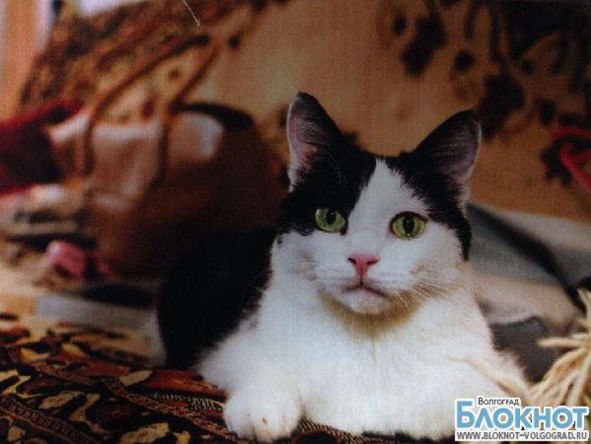 Самым красивым котом Волгограда может стать Мурзик