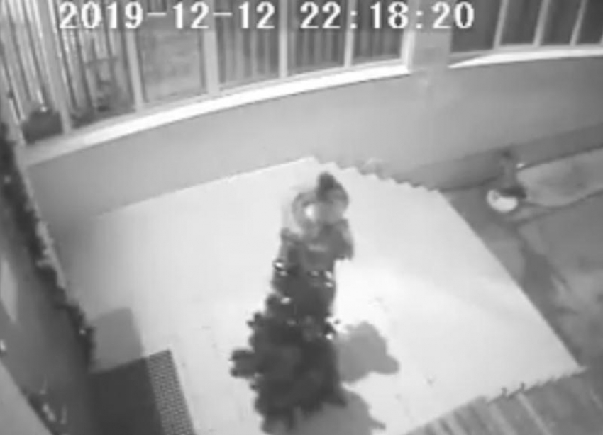 Кража елки девушкой у входа в школу №12 попала на видео в Волжском