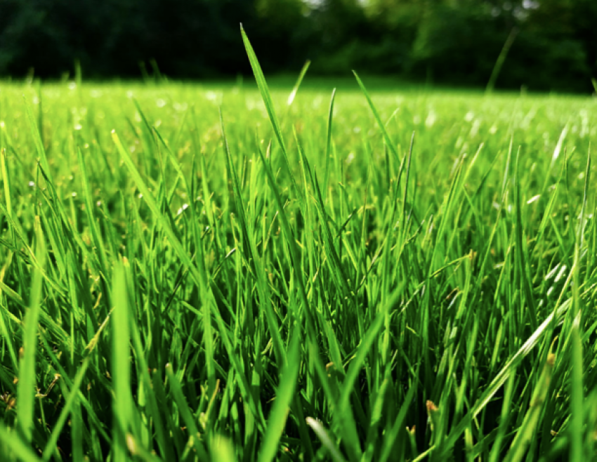 Редкое растение может лишить волгоградцев миллиона 