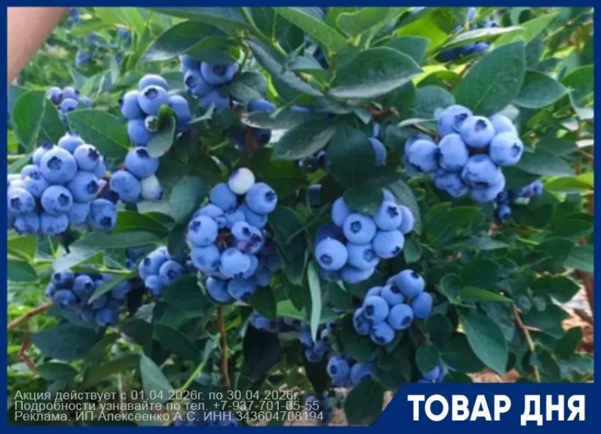 Саженцы голубики с почками 3-х летние от плантации голубики. 