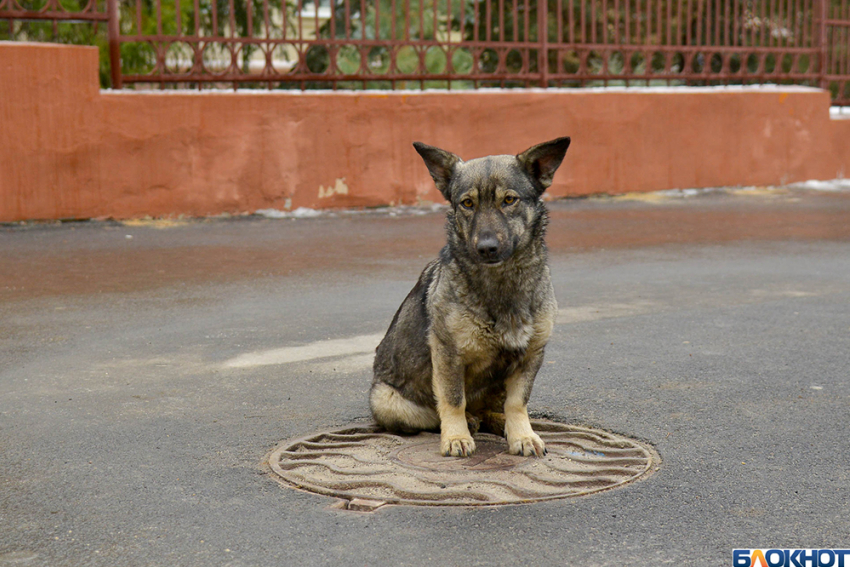 Волгоградца судят за расчленение собаки во дворе многоквартирного дома