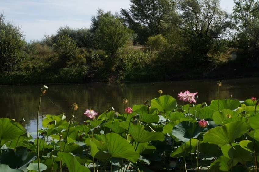 Охотник заблудился в лесу под Волгоградом