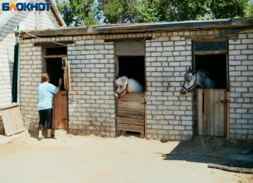 Руководство волжского конно-спортивного клуба не верит, что поджог устроил подросток