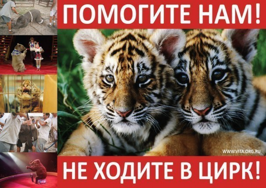 В Волгограде зоозащитники проведут акцию «За цирк без животных» 