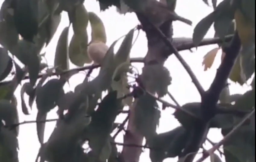 Редкий белый воробей попал на видео в Волгоградской области