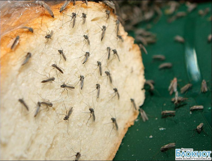В Волгоградской области пройдут танцы с комарами