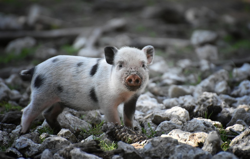 Африканская чума свиней поразила Руднянский район Волгоградской области