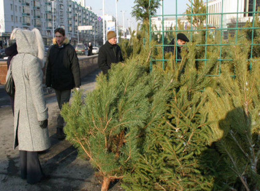 «Кладбища» елок ликвидируют в Волгограде после новогодних праздников 