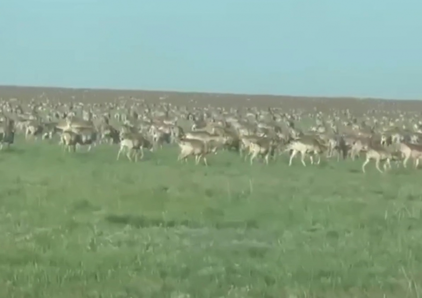 Многотысячное стадо краснокнижных сайгаков сняли на видео в Волгоградской области 