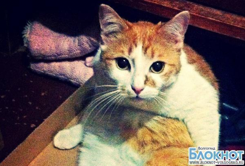 На звание самой красивой кошки Волгограда претендует Бара