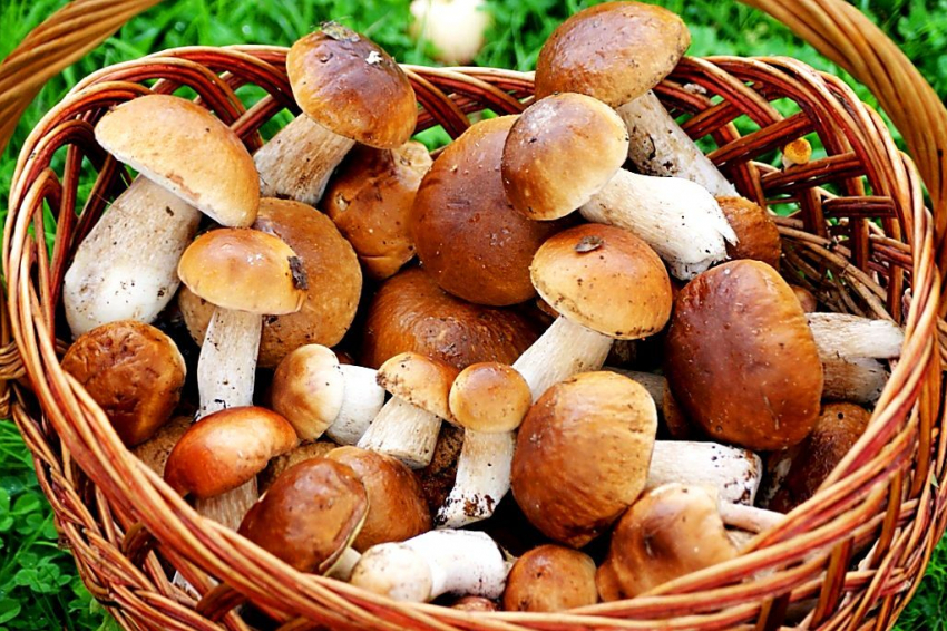 В Волгоградской области 37 человек отравились грибами
