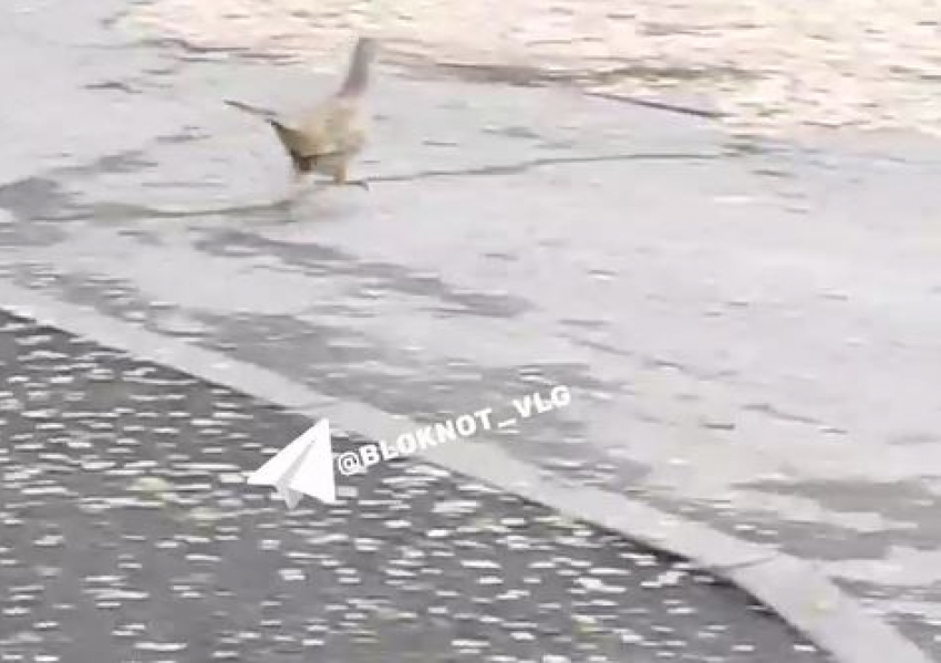 Пугливого фазана заметили в центре Волгограда — видео 