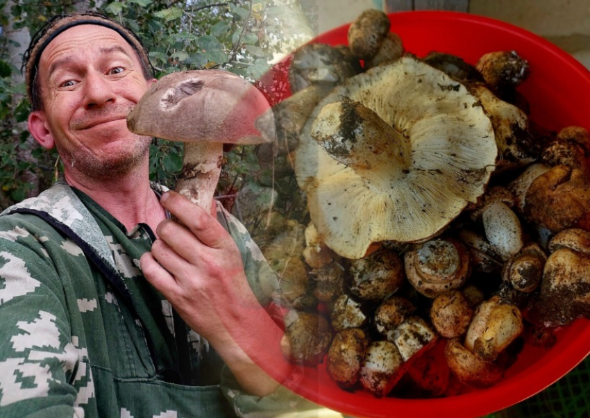 Тихая охота: куда поехать за грибами близ Волгограда