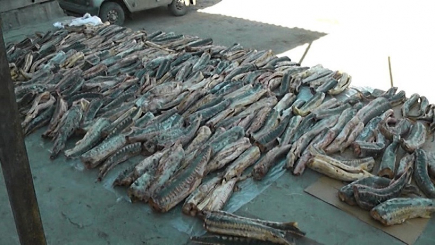 Браконьеры из Волжского пытались ввезти почти тонну рыбы осетровых пород