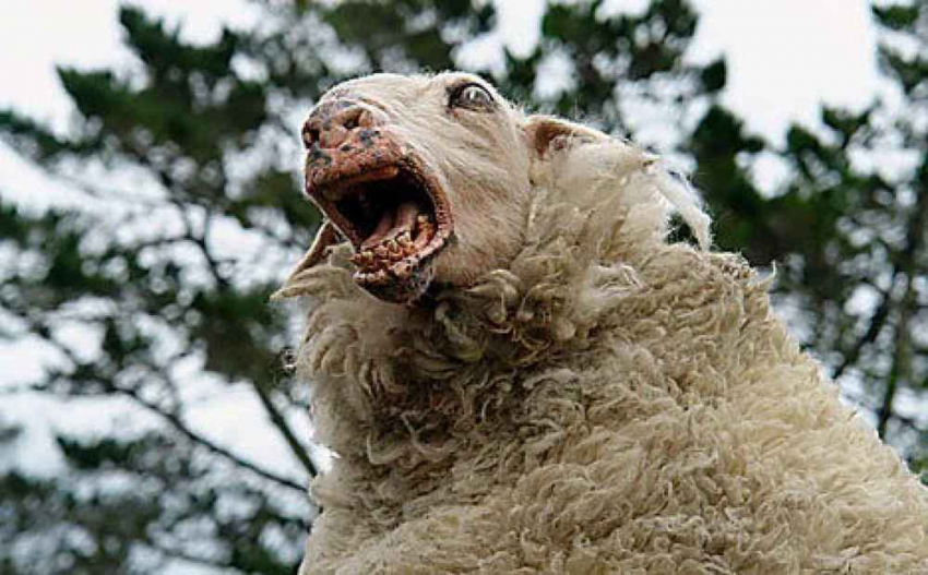 «Бизнесмены» избили мужчину ради четырех овец в пригороде Волгограда