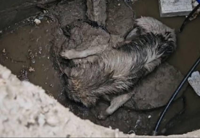 Волгоградец случайно заметил провалившегося в коллектор пса и спас его