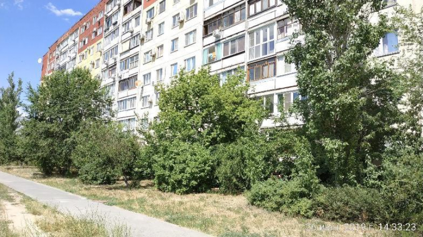 "Жители Волгограда готовы с вилами выйти на защиту деревьев от вырубки", - общественник