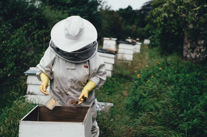 Пчеловод умер в поле при сборе меда в Волгоградской области