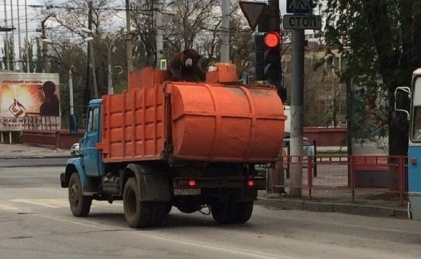 Бурый медведь продолжает кататься на мусоровозах в Волгограде