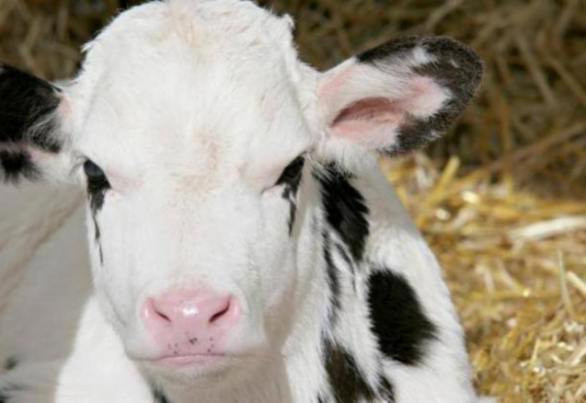 В Волгограде при пожаре погиб теленок 