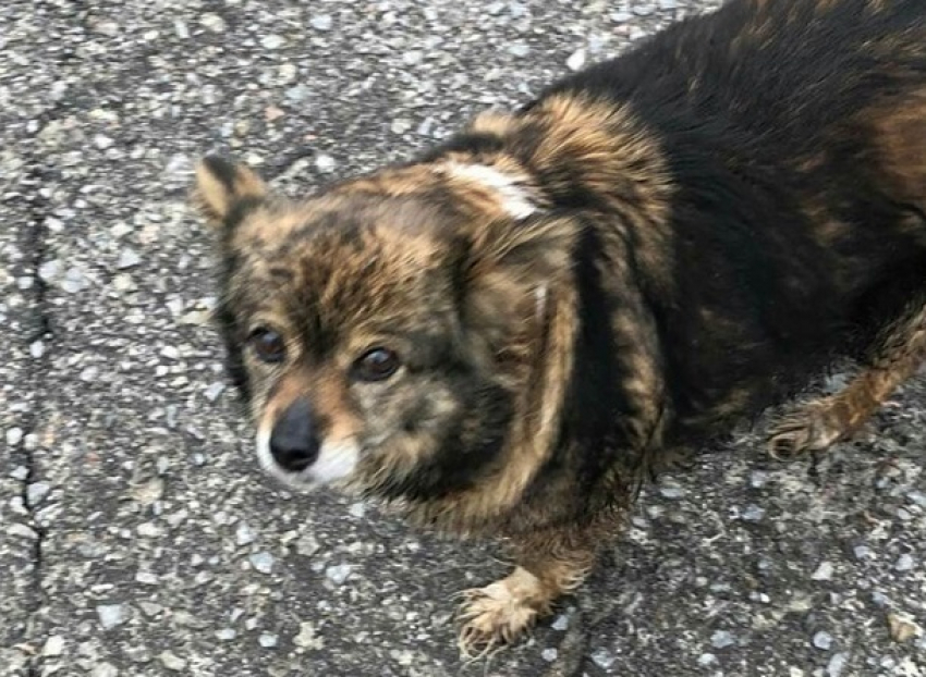 Самостоятельная собака отправилась на маршрутке в Волгоград и потерялась