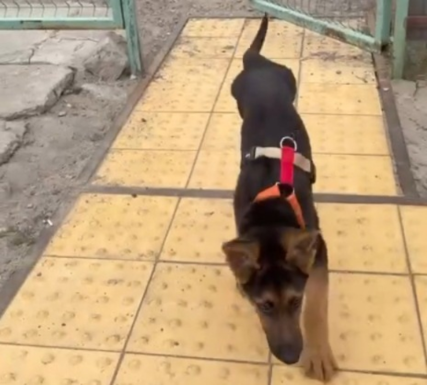 Спасенного всем миром щенка ставят на ноги вопреки всему в Волгограде