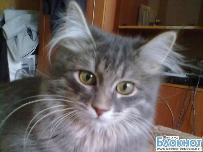 Самым красивым котом Волгограда хочет стать Тимон