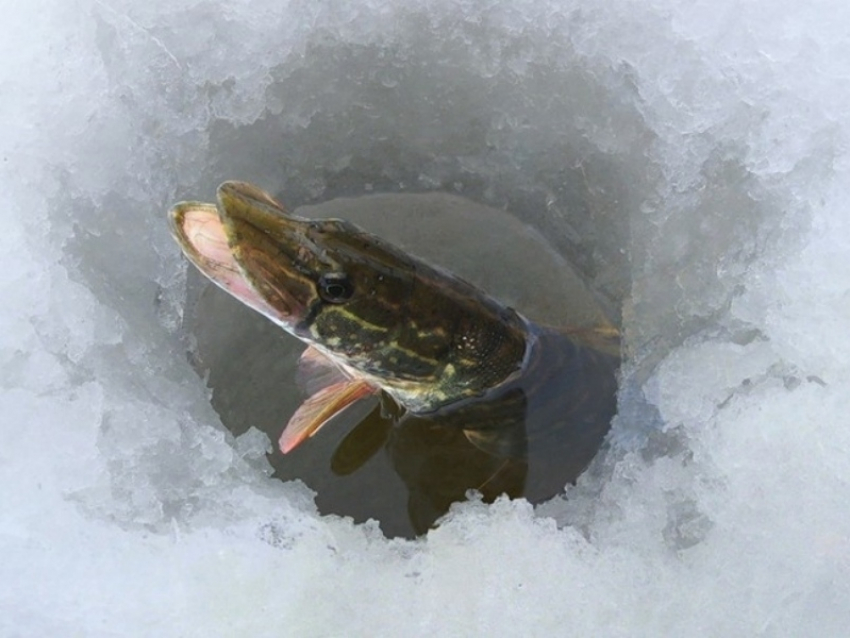 Под Волгоградом экологи спасают рыбу от кислородного голодания