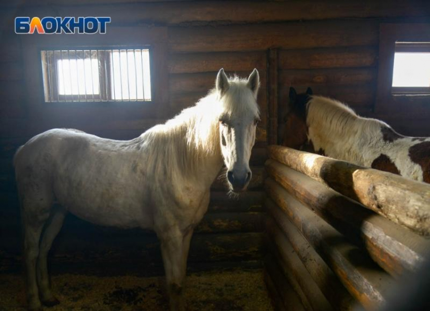 «Боком вам лошадки выйдут, мало не покажется», - Андрей Куприков о скандале со сносом конюшни в «Сосновом бору"