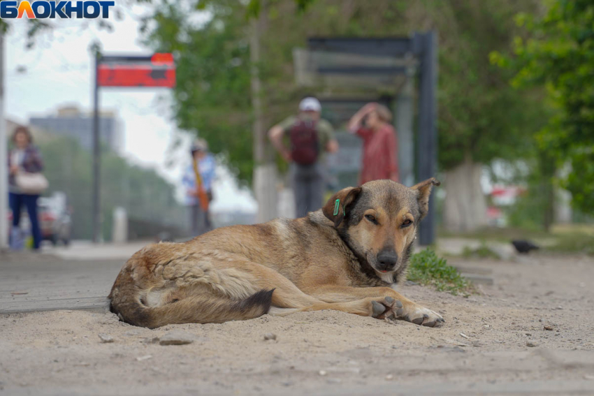 «Это бизнес на крови»: волгоградские зоозащитники подозревают миллионную коррупцию на убийстве собак