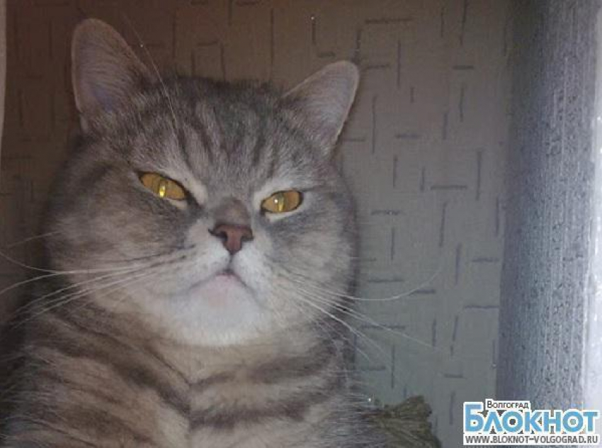 На титул самого красивого кота Волгограда претендует Тарас