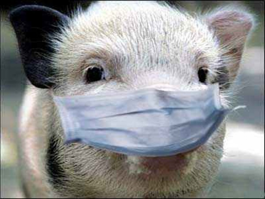 На Волгоград движется африканская чума свиней