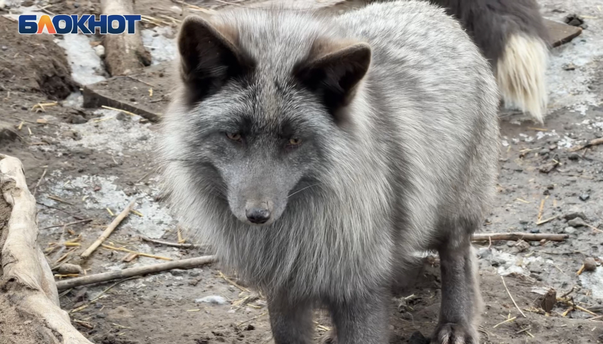 Вторая жизнь елок подарила счастье животным приюта «Дино»