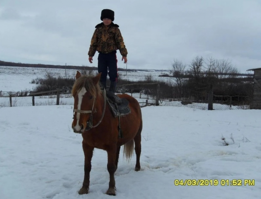 Нашли порезанную на куски тушу: волгоградка рассказала о странном исчезновении лошади