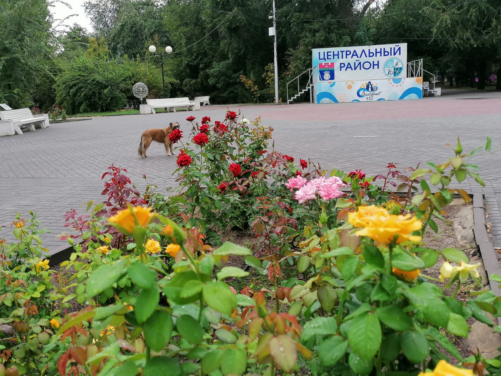 Позорные клумбы с сорняками лишили Волгоград статуса города цветущих роз и  сирени