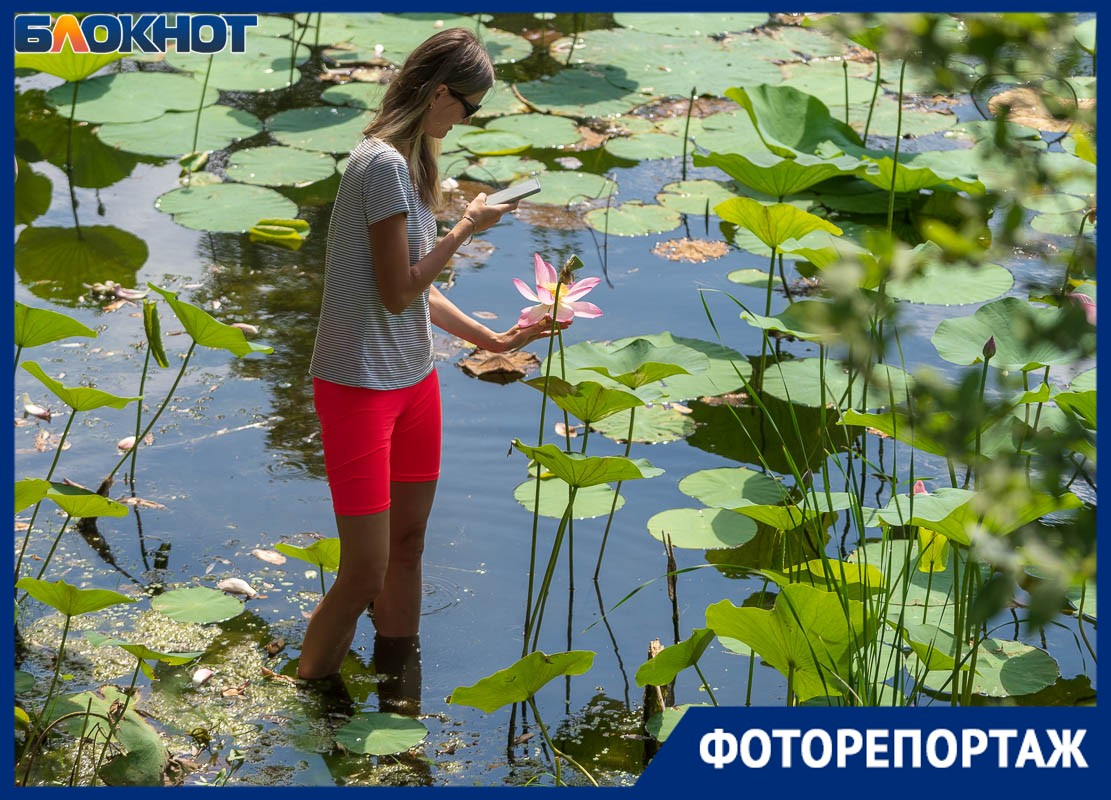 Свезенные автобусами туристы лезут прямо в воду: что творится на уникальном  озере лотосов под Волгоградом