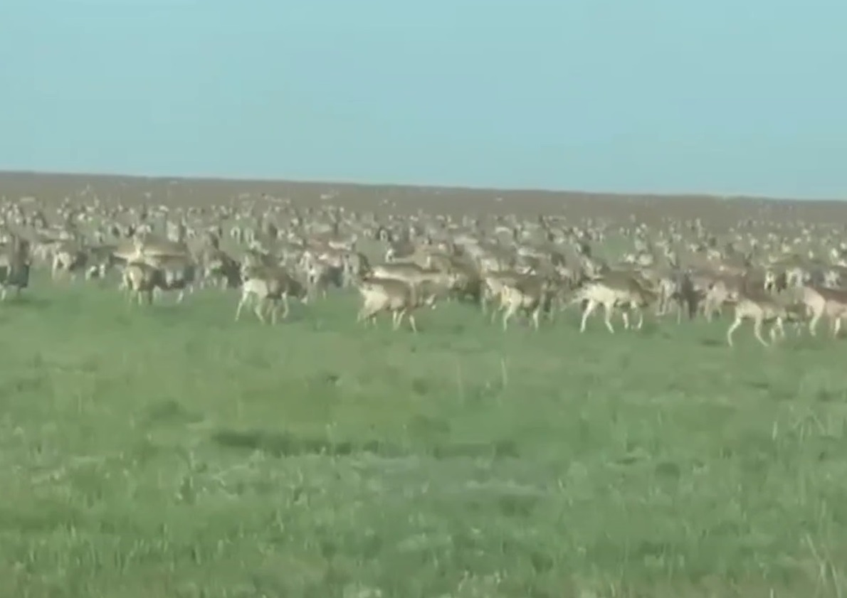 Многотысячное стадо краснокнижных сайгаков сняли на видео в Волгоградской  области