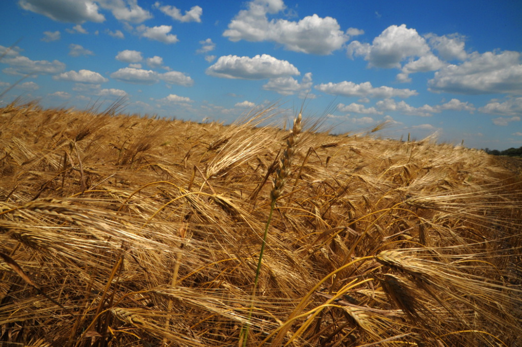 зерно, колосья, хлеб, поля, сельское хозяйство.JPG