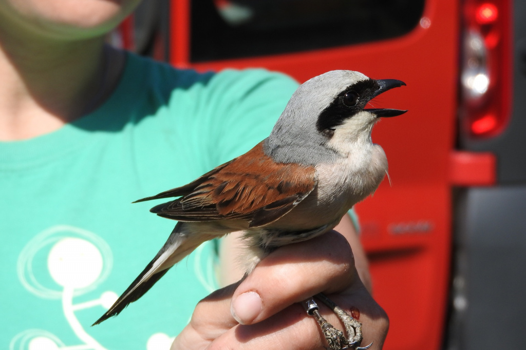 the-shrike-1888990_1920.jpg