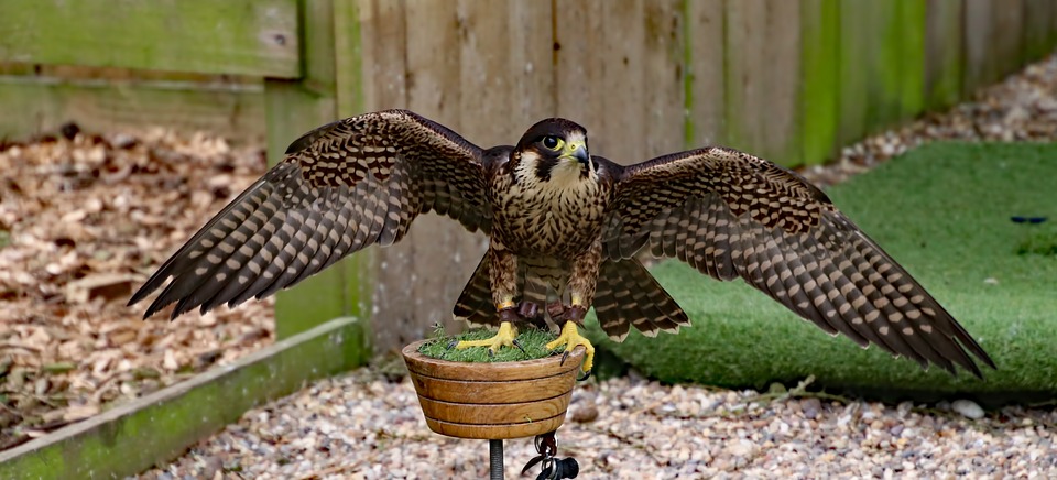 peregrine-2253495_960_720.jpg peregrine-2253495_960_720.jpg
