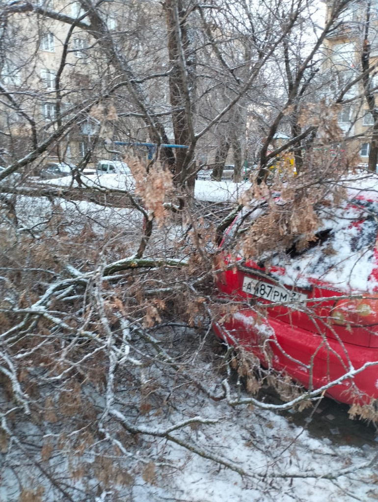 Иномарка чудом спаслась от рухнувшего дерева в тихом дворе центра Волгограда