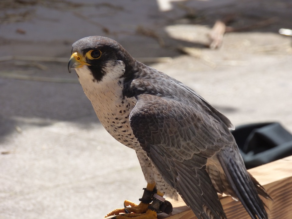 peregrine-752415_960_720.jpg peregrine-752415_960_720.jpg
