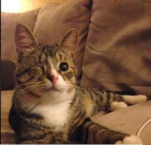 кошка1.jpg