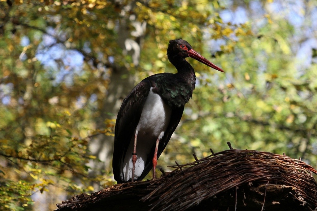 black-stork-2877819_1280.jpg