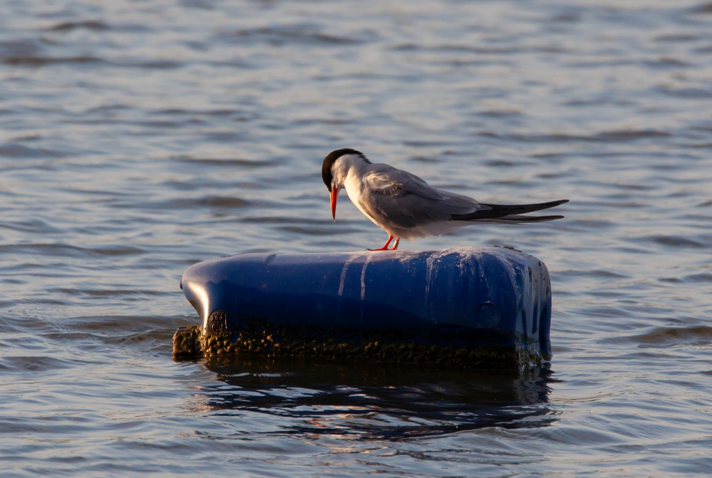 arctic-tern-4357223_1920.jpg