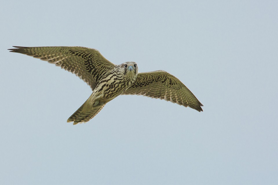 bird-2162612_960_720.jpg bird-2162612_960_720.jpg