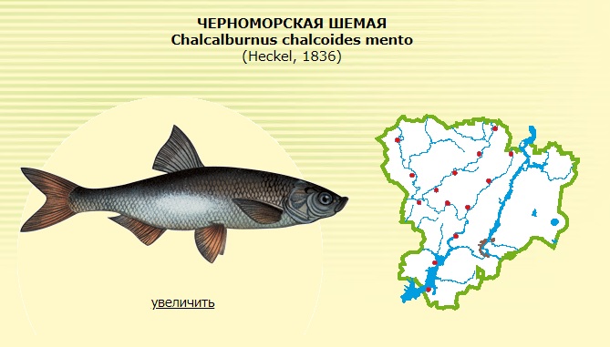 Рыба исключение. Черноморская шемая. Шемая Азово-Черноморская. Шемая рыба Донская. Рыбы реки Дон шемая.
